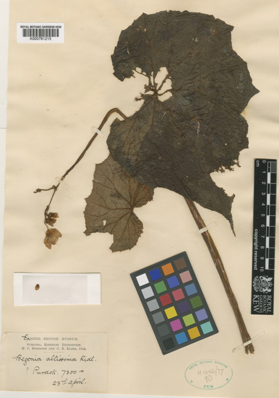 B. altissima